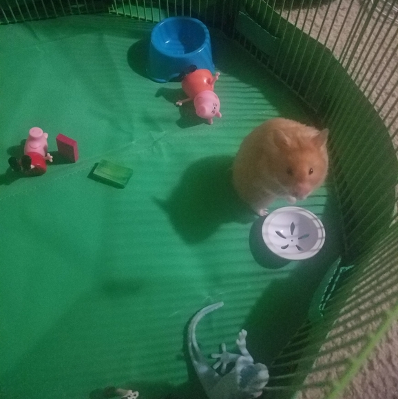 ✌♥🇺🇸♥🇺🇸♥🇺🇸♥✌ - Picture 8 of 14